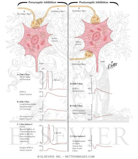 Presynaptic and Postsynaptic Inhibition
