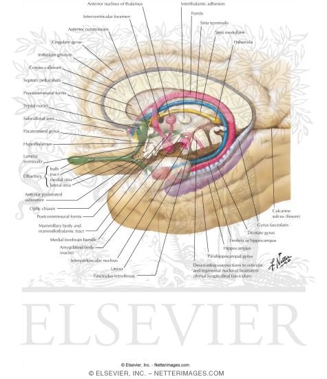 Major Limbic Forebrain Structures