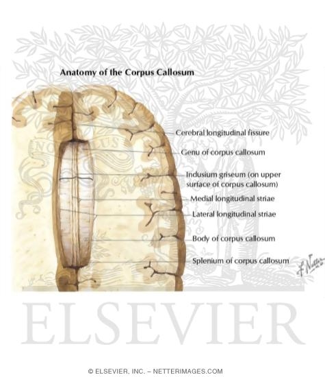 Corpus Callosum: Horizontal View