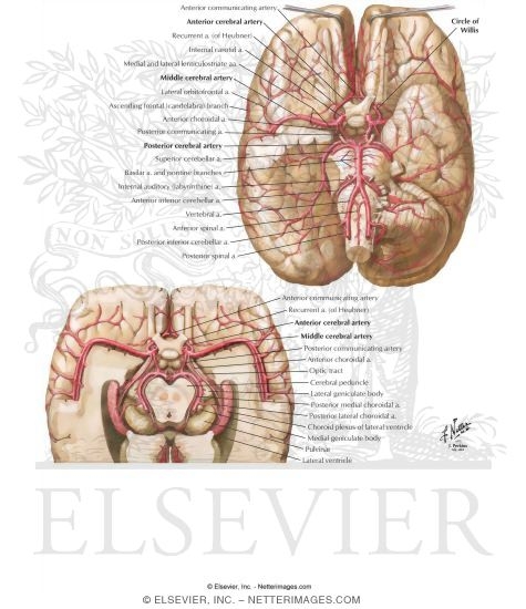 Arterial Distribution to the Brain: Basal View