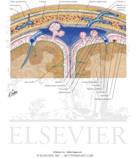 Meninges and Superficial Cerebral Veins