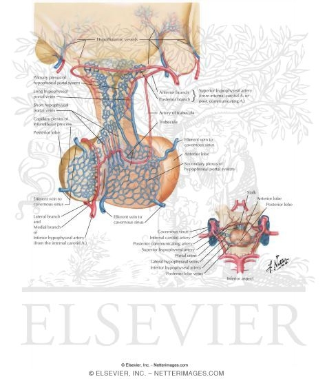 Blood Supply of Hypothalamus and Pituitary Gland