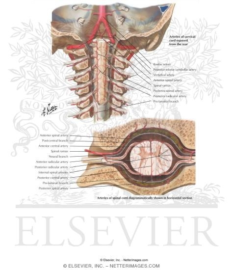Watermarked preview of labeled image: Anterior and Posterior Spinal Arteries and Their Distribution