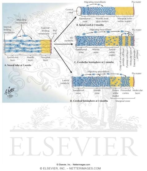 Watermarked preview of labeled image: Neural Proliferation and Differentation: Walls of the Neural Tube