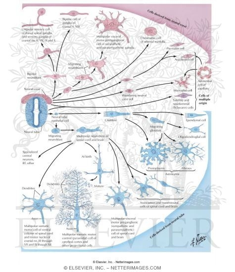 Watermarked preview of labeled image: Somatic and Autonomic Neuron Formation
