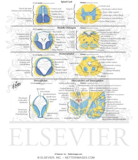 The Alar and Basal Plates