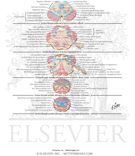 Brainstem