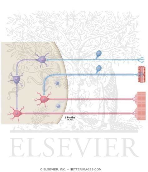 Watermarked preview of unlabeled image: Sensory Channels: Reflex