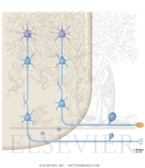 Watermarked preview of unlabeled image: Sensory Channels: Lemniscal