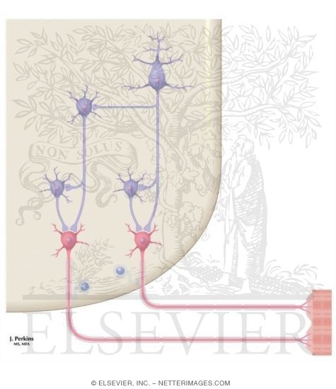 Watermarked preview of unlabeled image: Motor Channels: Basic Organization of Lower and Upper Motor Neurons