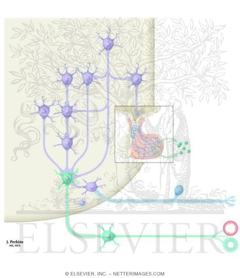 Watermarked preview of unlabeled image: Autonomic Channels