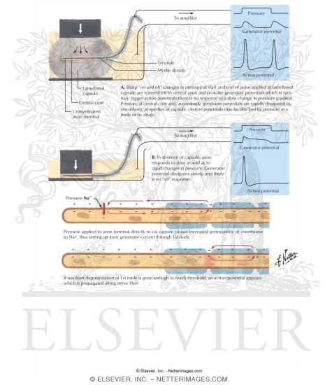 Watermarked preview of labeled image: Pacinian Corpuscle as Pressure Transducer