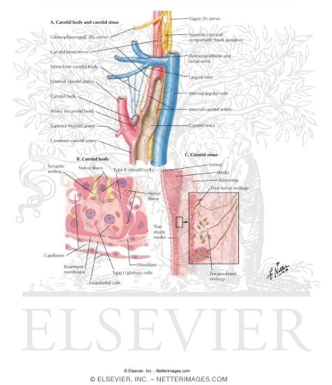 Interoceptors