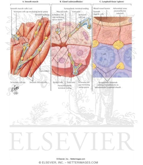 Watermarked preview of labeled image: Neuroeffector Junctions