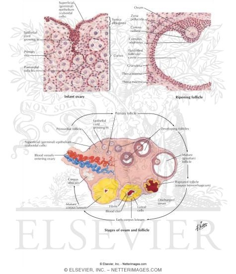 Watermarked preview of labeled image: Ovary, Ova and Follicles