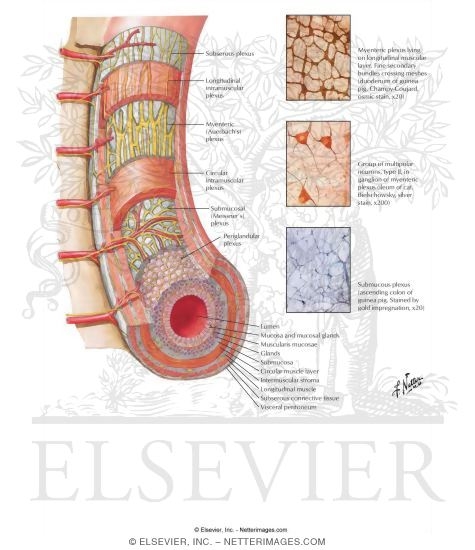 Watermarked preview of labeled image: Enteric Nervous System: Longitudinal View