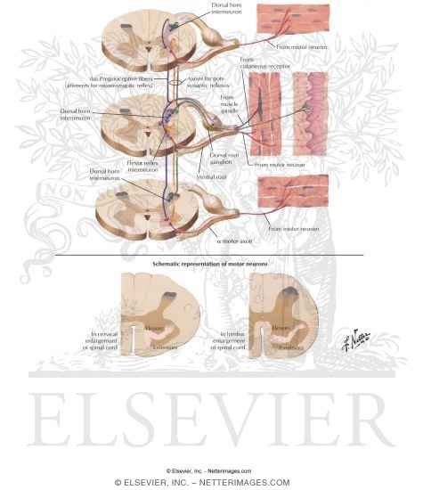 Watermarked preview of labeled image: Spinal Effector Mechanism