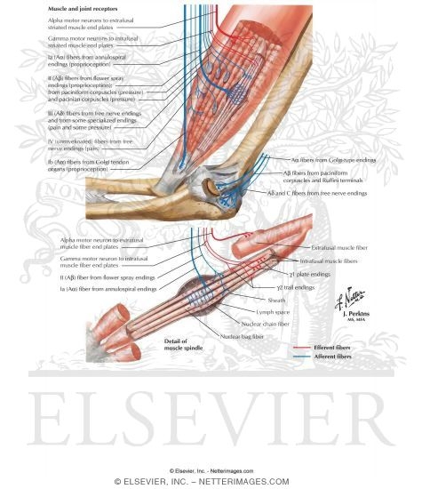 Watermarked preview of labeled image: Muscle and Joint Receptors