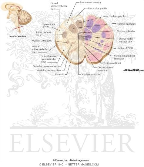 Medulla - Level of Dorsal Column Nuclei
