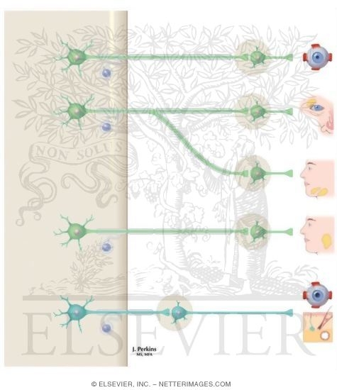 Watermarked preview of unlabeled image: Schematic of Autonomic Distribution to the Head and the Neck