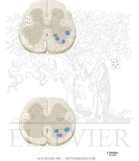 Watermarked preview of unlabeled image: Spinal Cord Levels: Sacral