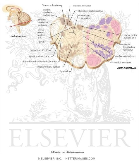 Medulla - Level of CN X and the Vestibular Nuclei