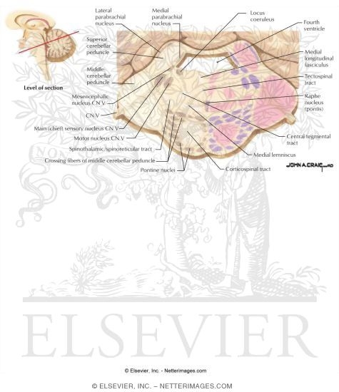Pons - Level of Trigeminal Motor and Main Sensory Nuclei