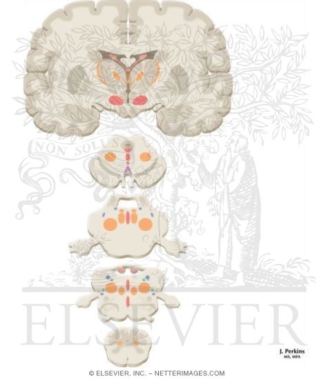 Reticular Formation: Nuclei and Areas in the Brain Stem and Diencephalon