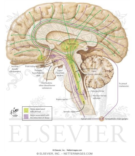 Sleep-Wakefulness Control