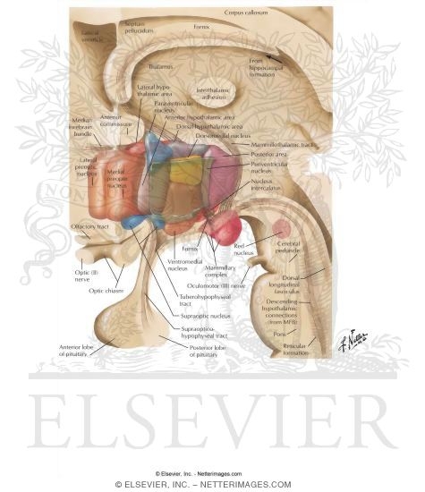 Illustration of Schematic Reconstruction of Hypothalamus (Three-Dimensional) from the Netter Collection