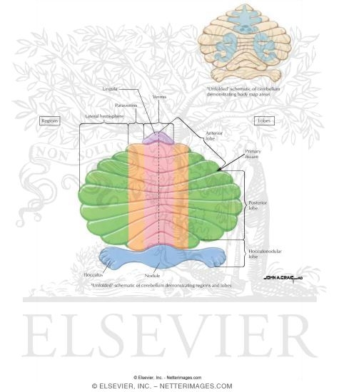 Cerebellar Organization (Lobes and Regions)