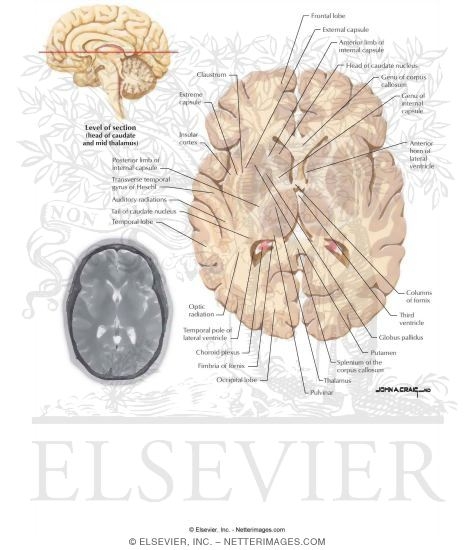 Horizontal Sections Through the Forebrain: Anterior Commissure and Caudal Thalamus