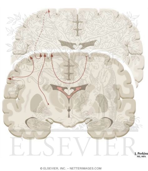 Watermarked preview of unlabeled image: Efferent Connections of the Cerebral Cortex