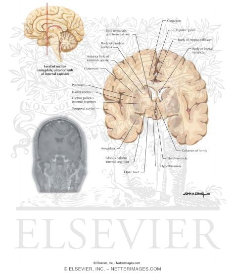 Coronal Sections Through the Forebrain: Amygdala, Anterior Limb of Internal Capsule