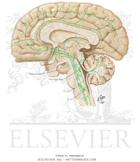 Noradrenergic Pathways