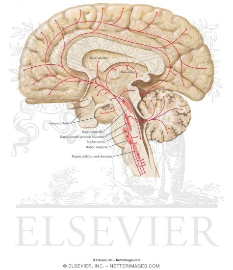 Watermarked preview of labeled image: Serotonergic Pathways
