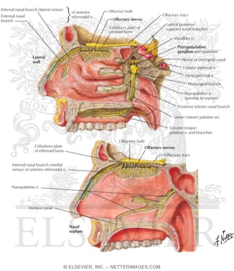 Olfactory (I) Nerve, Pterygopalatine Ganglion and Nerves of Nose