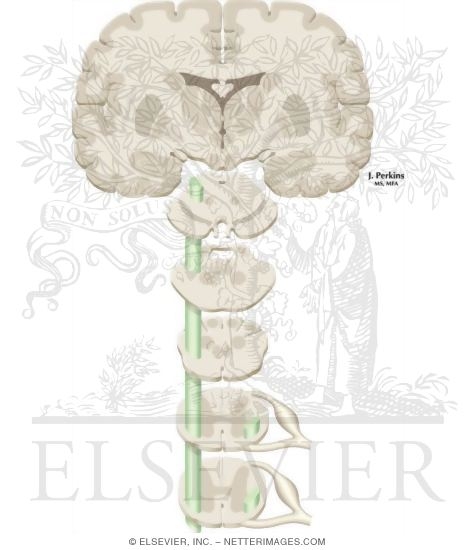 Watermarked preview of unlabeled image: Somatosensory System: The Spinothalamic and Spinoreticular Systems and Protopathic Modalities