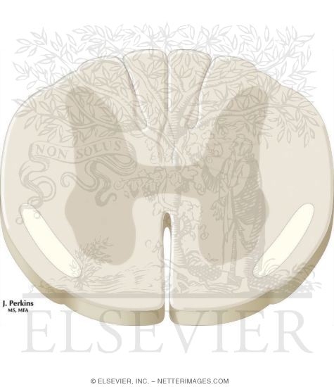 Watermarked preview of unlabeled image: Spinothalamic and Spinoreticular Nociceptive Processing in the Spinal Cord
