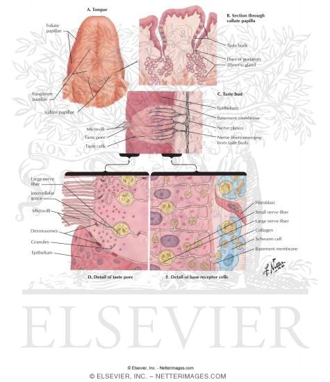 Watermarked preview of labeled image: Taste Receptors