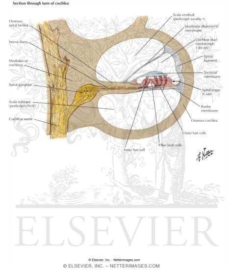 Watermarked preview of labeled image: VIII Nerve Innervation of Hair Cells of the Organ of Corti