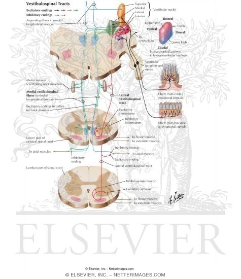 Vestibulospinal Tracts