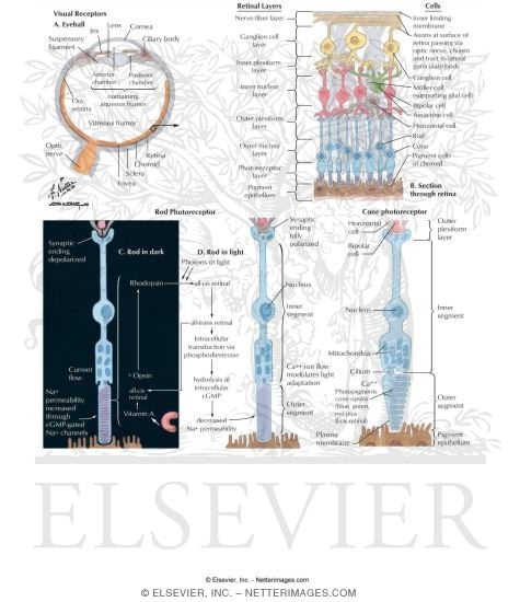 The Retina and the Photoreceptors