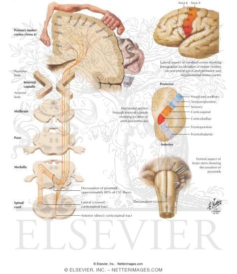 Corticospinal Tract