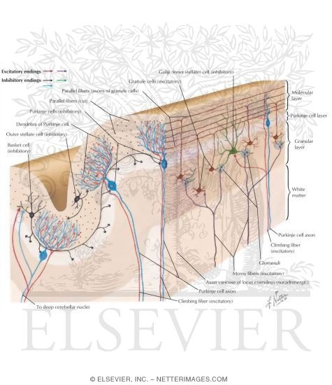 Watermarked preview of labeled image: Cerebellar Cortex