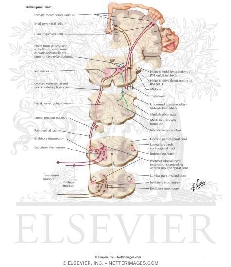 Rubrospinal Tract