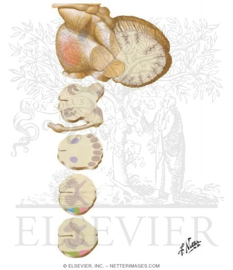 Afferent Pathways to the Cerebellum
