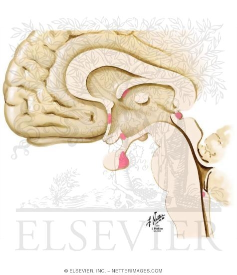 Circumventricular Organs