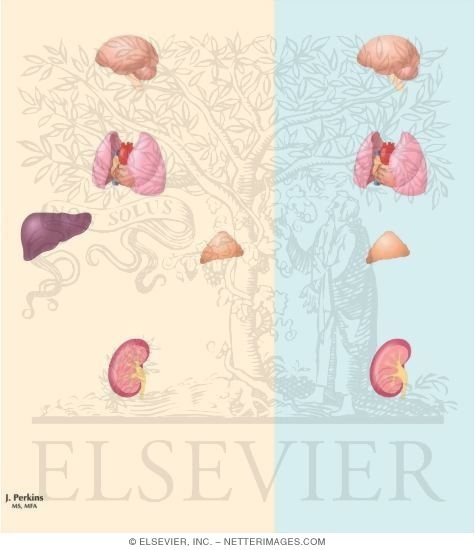 Watermarked preview of unlabeled image: Long-Term Response to Changes In Blood Volume and Pressure
Long-Term Regulation of Blood Pressure