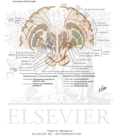 Watermarked preview of labeled image: Connections of Basal Ganglia